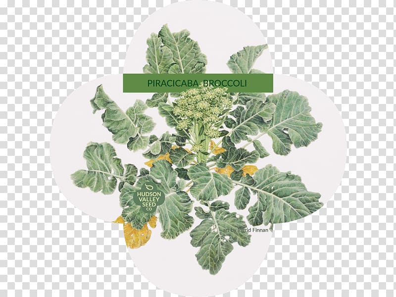 Piracicaba Leaf vegetable Seed Broccoli, vegetable transparent background PNG clipart