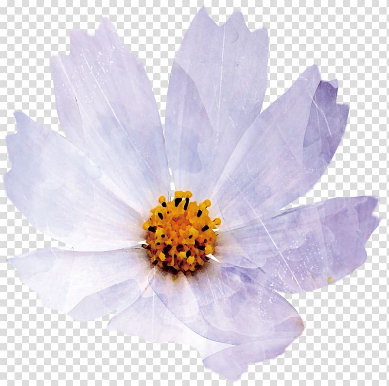 Chrysanthemum indicum Petal Flower, Chrysanthemum transparent background PNG clipart