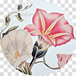 Petal Flowering plant Cut flowers, plant transparent background PNG clipart thumbnail