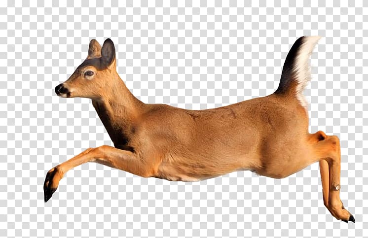 Deer Ungulate Animal Gazelle, deer transparent background PNG clipart