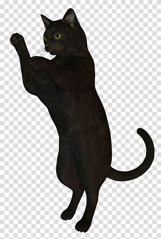 Black cat Bombay cat Korat Havana Brown Chartreux, kitten transparent background PNG clipart