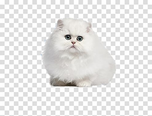 white persian cat transparent background PNG clipart