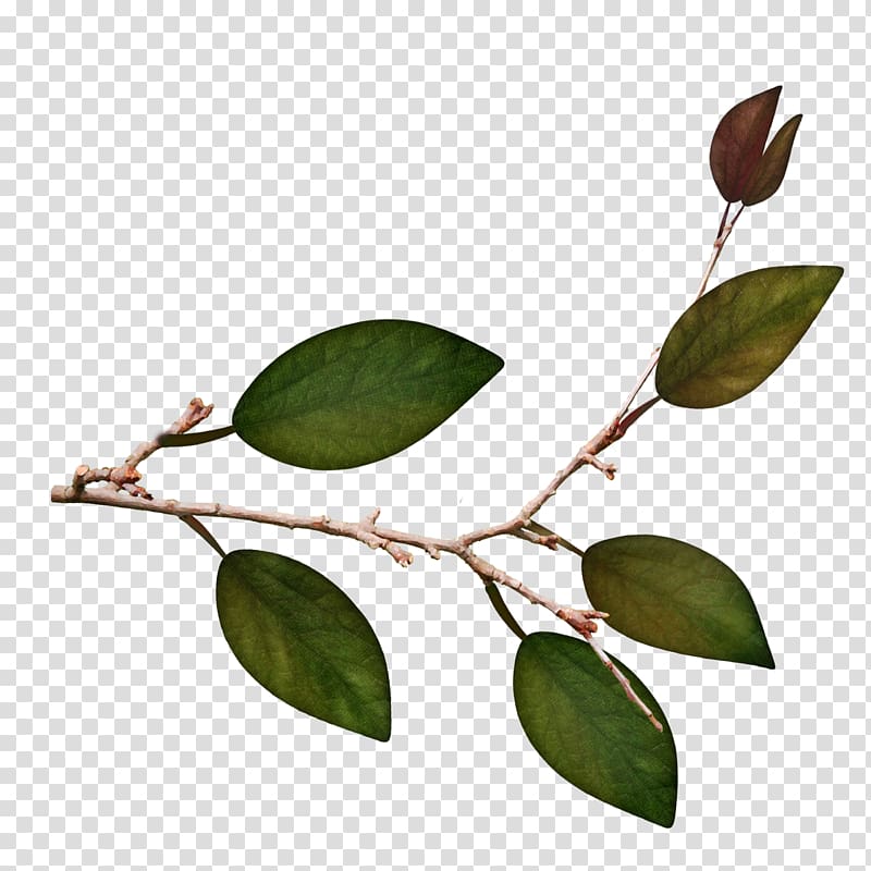 Twig Leaf Plant stem, Green leaves transparent background PNG clipart