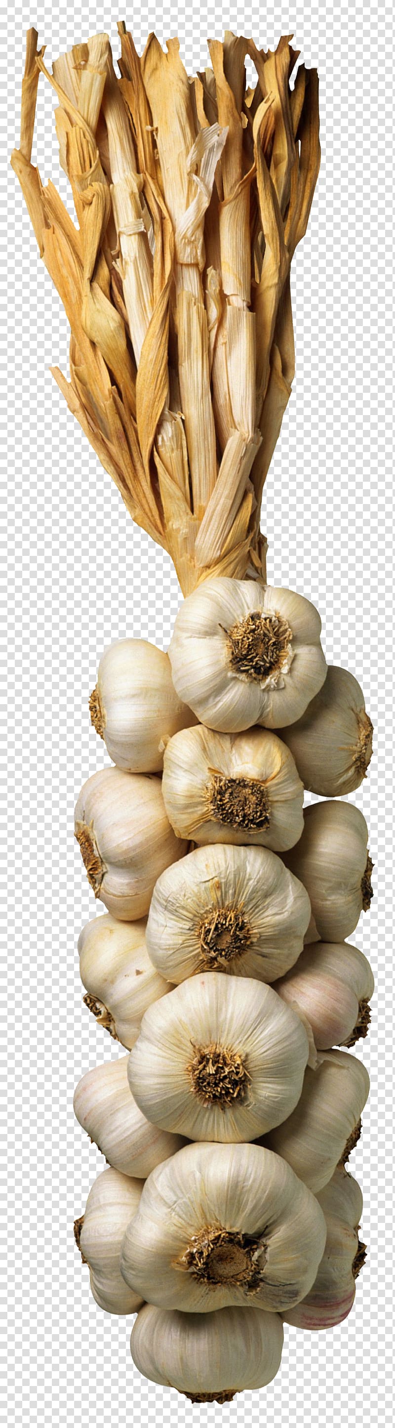 Onion Garlic , onion transparent background PNG clipart
