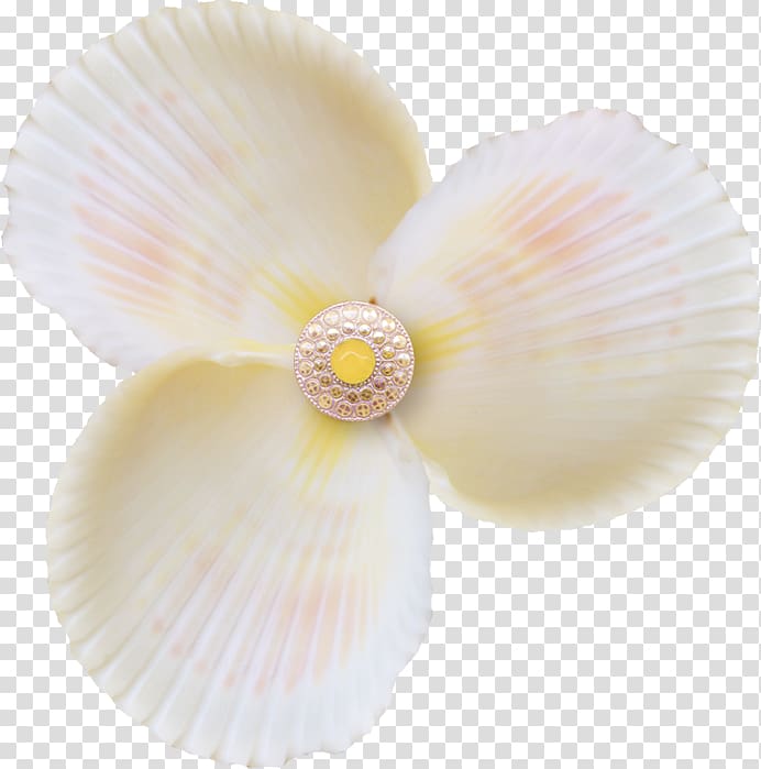Cockle Petal Conchology Material, marine life transparent background PNG clipart