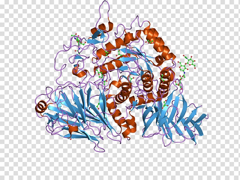 Maltase Enzyme Sucrase Alpha-glucosidase Hydrolysis, plasma transparent background PNG clipart