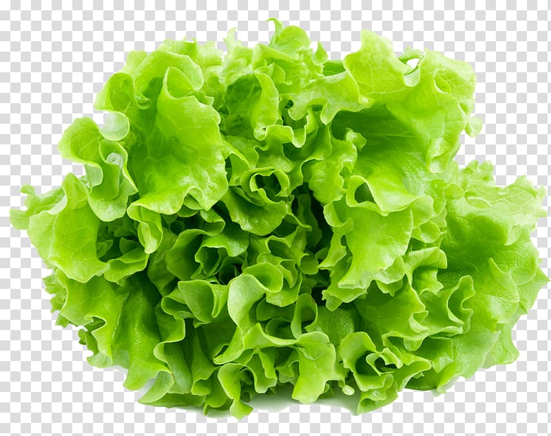 Iceberg lettuce Leaf vegetable Salad Romaine lettuce Endive, lettuce transparent background PNG clipart
