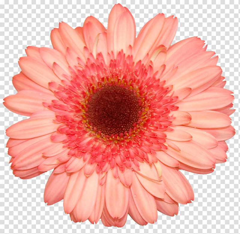 Transvaal daisy Flower White, flower transparent background PNG clipart