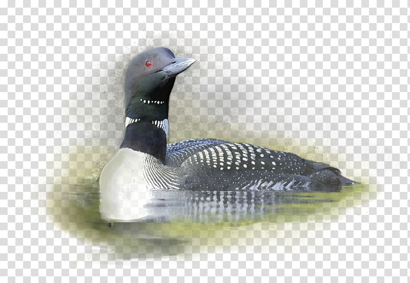 Duck Cider Loon Bird Goose, play duck transparent background PNG clipart