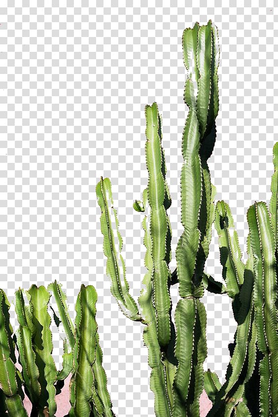 green cactus plant art, Exotic Cacti Cactaceae Color Green Succulent plant, Fairy hill transparent background PNG clipart