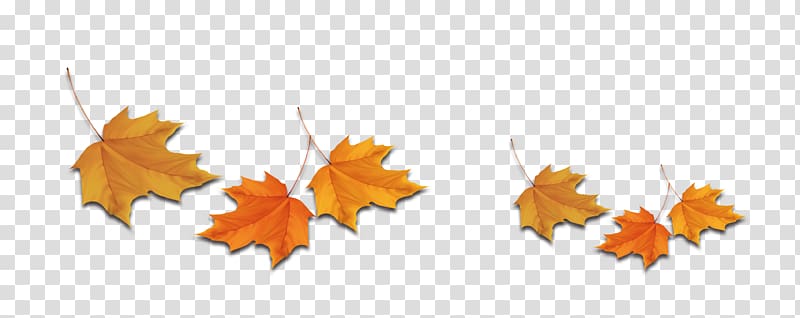 Maple leaf Deciduous, leaf transparent background PNG clipart