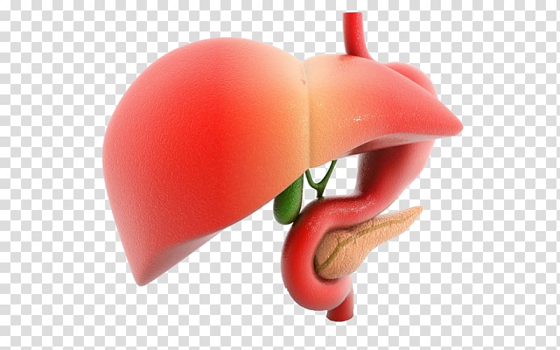 Liver disease Gastrointestinal tract Human body Organ, Liver human transparent background PNG clipart