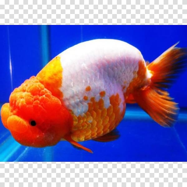 Red Cap Oranda Ranchu Telescope Common goldfish, fish transparent background PNG clipart