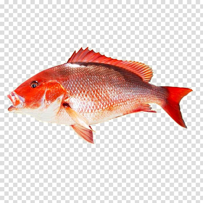Northern red snapper King mackerel Food, fish transparent background PNG clipart