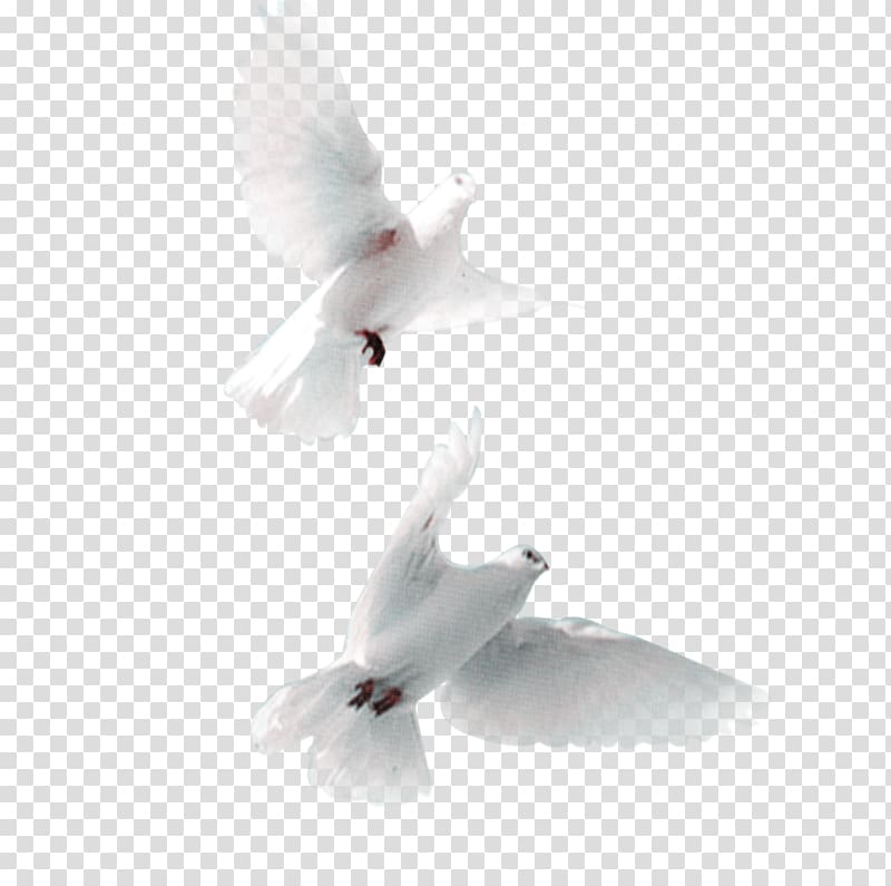 two white doves, Domestic pigeon Bird Snow Pigeon Streptopelia, Pigeon transparent background PNG clipart