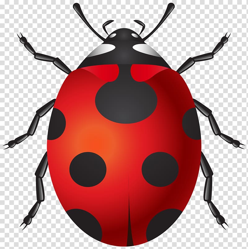 Insect Ladybird , wedding background transparent background PNG clipart