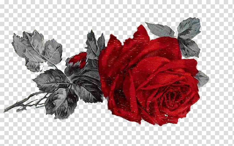Garden roses Cut flowers Romance Flower bouquet United States, legalize transparent background PNG clipart