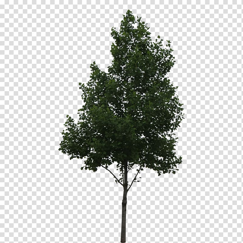 green leafed tree illustration, Populus alba Tree Shrub Oak, trees transparent background PNG clipart