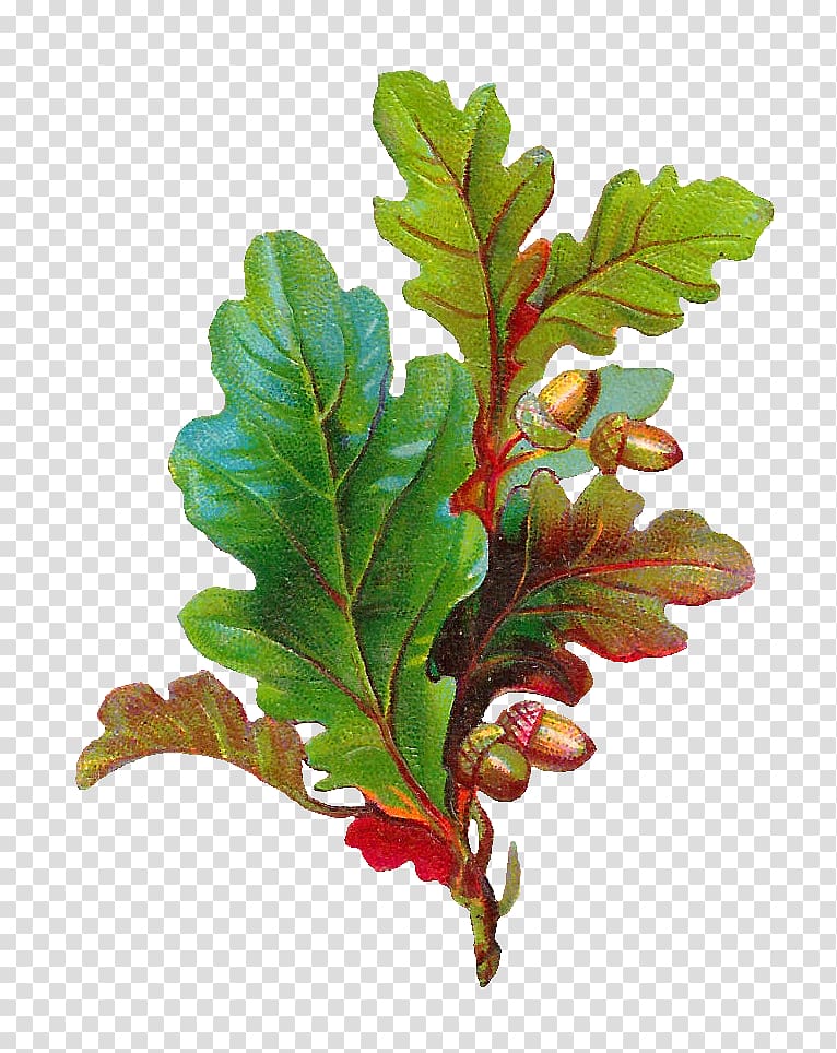 Swamp Spanish oak White oak Acorn Leaf , Scrap transparent background PNG clipart