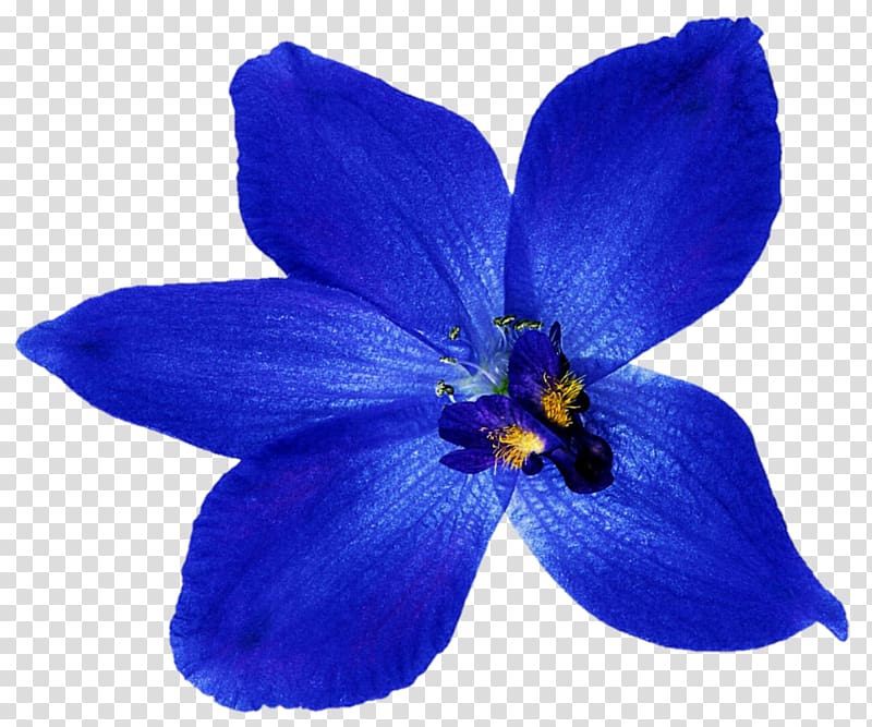Blue Flower Orchids , blue flower transparent background PNG clipart