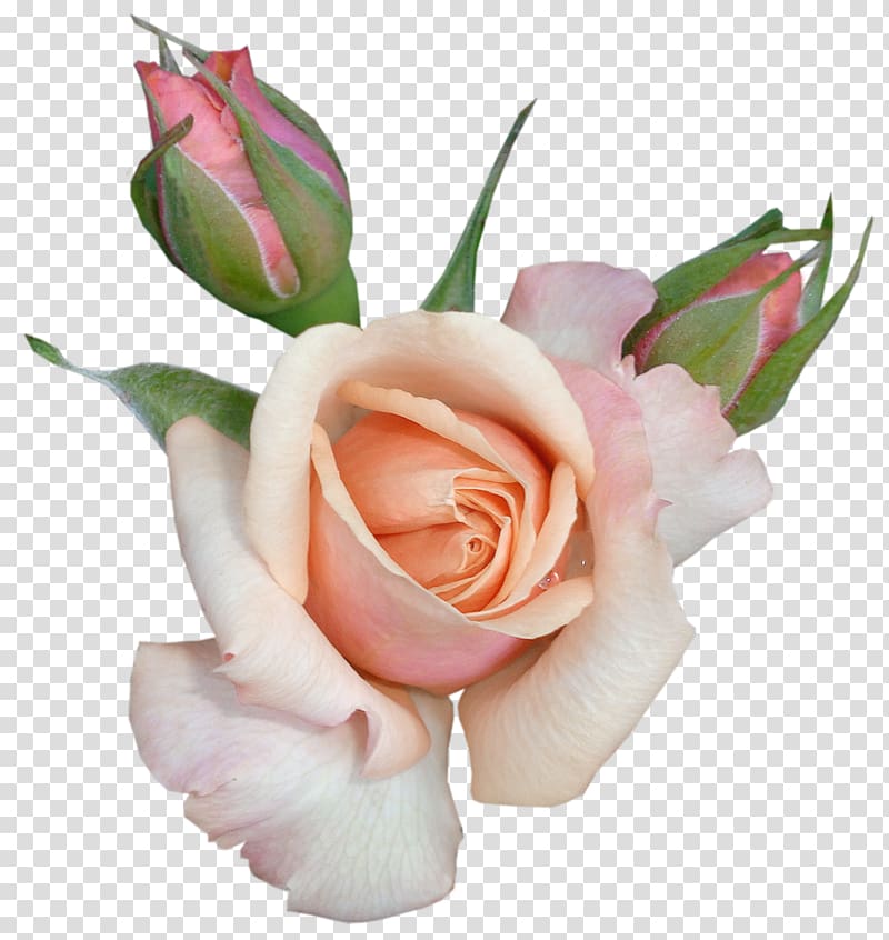 white and pink rose, Love Shabbat, Beautiful Rose with Buds transparent background PNG clipart