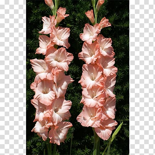 Gladiolus Flower Iridaceae Plant Lilium, gladiolus transparent background PNG clipart