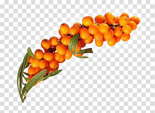 Sea buckthorn transparent background PNG clipart