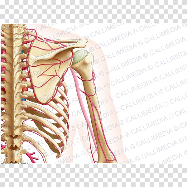 Hip Shoulder Arm Upper limb Bone, arm transparent background PNG clipart