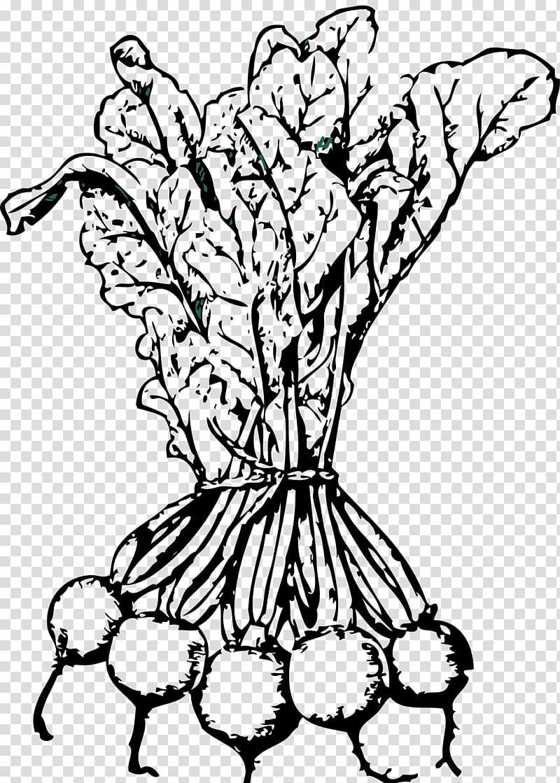 Sugar beet Beetroot Coloring book Vegetable , beetroot transparent background PNG clipart