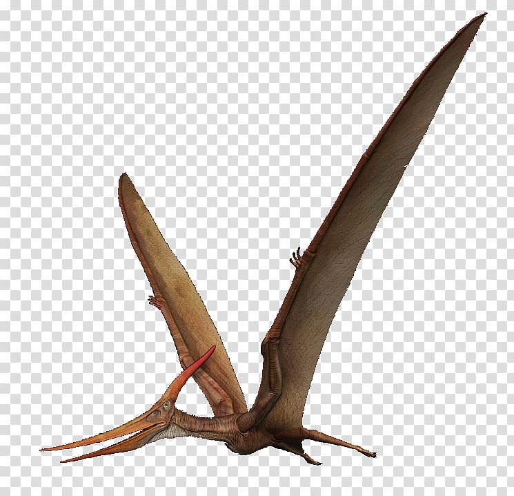 Pteranodon Pterosaurs Pterodactyls Spinosaurus, albatross transparent background PNG clipart