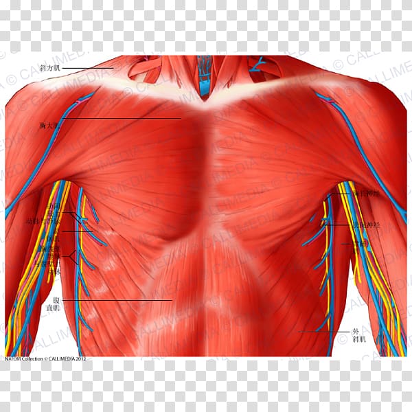 Muscle Trapezius Thorax Anterior triangle of the neck Human body, superficial temporal nerve transparent background PNG clipart