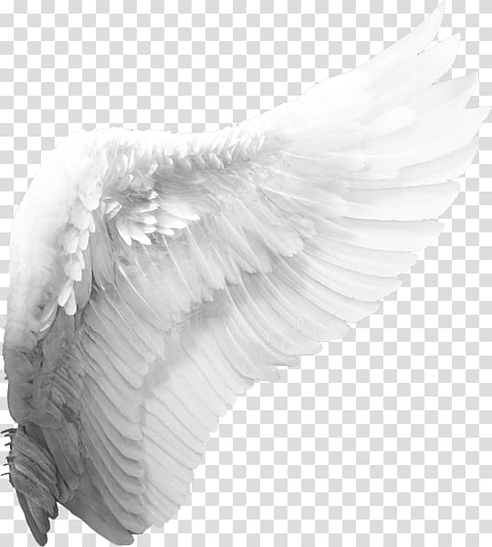 Cherub Angel Wing , angel wings, white wing transparent background PNG clipart