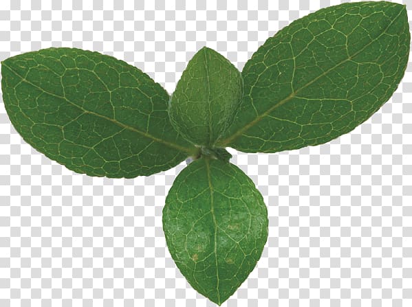 Leaf Green Bladnerv synthesis Chloroplast, Leaves transparent background PNG clipart