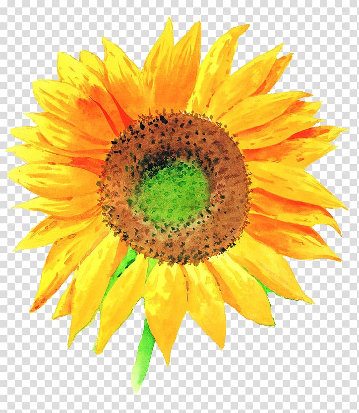 yellow sunflower , Common sunflower illustration Illustration, sunflower transparent background PNG clipart