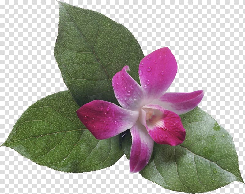 Flower bouquet Fotosearch , orchid transparent background PNG clipart