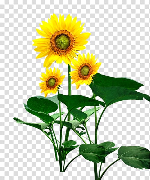 Common sunflower Sunflower seed Sunflower Student Movement, flower transparent background PNG clipart