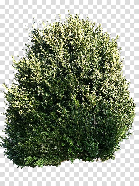 Tree Shrub Evergreen Pruning Pine, shrub Sketch transparent background PNG clipart