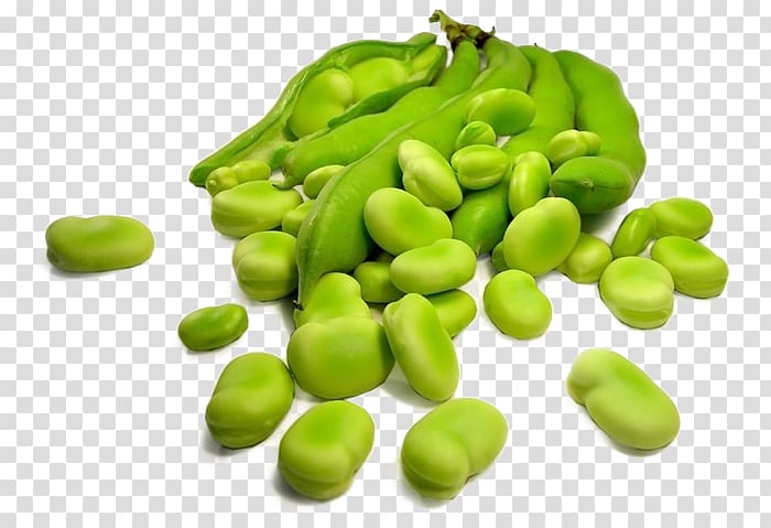 Broad bean Legumes Sowing Food, others transparent background PNG clipart