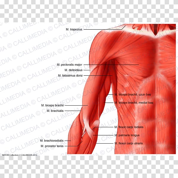 Arm Shoulder Muscle Anatomy Human body, arm transparent background PNG clipart