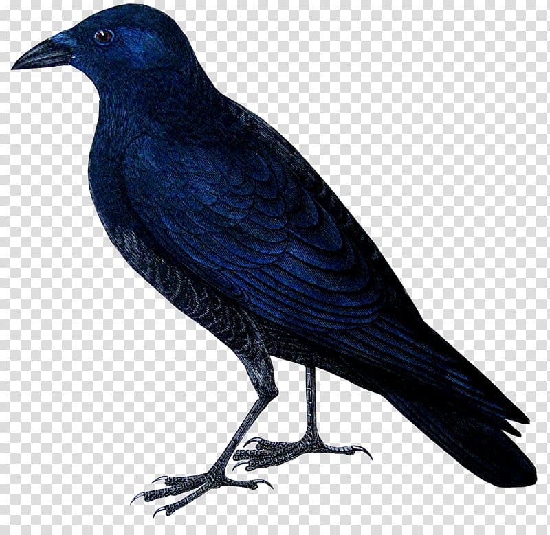 American crow Rook New Caledonian crow A History of British Birds, Bird transparent background PNG clipart