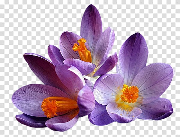 Flower Crocus Mauve Lilac Violet, fleur mauve transparent background PNG clipart