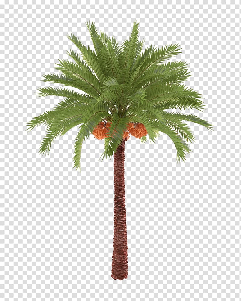 tropical coconut tree material transparent background PNG clipart