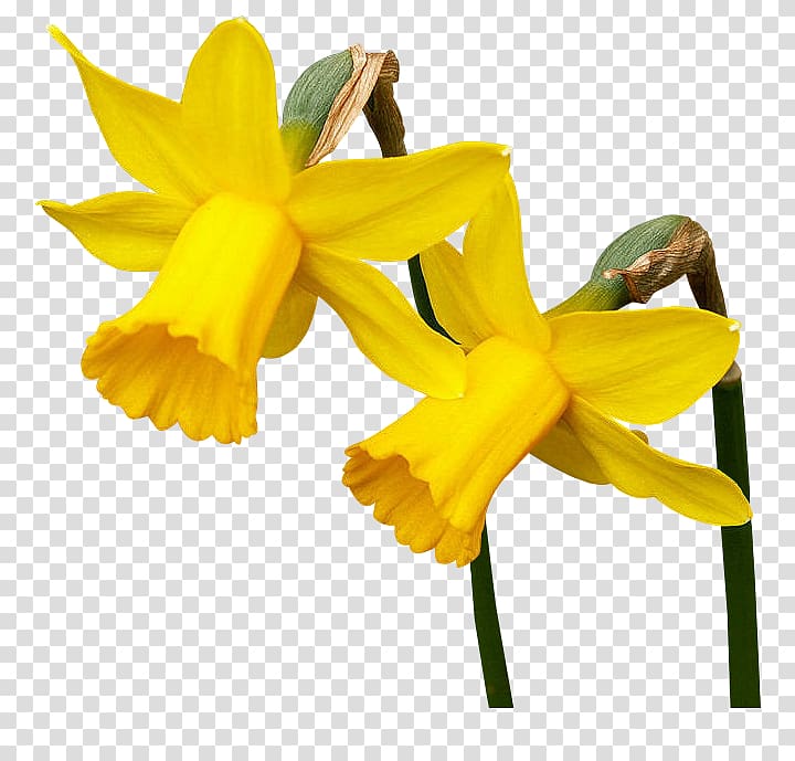 Daffodil Blog Flower , flower transparent background PNG clipart