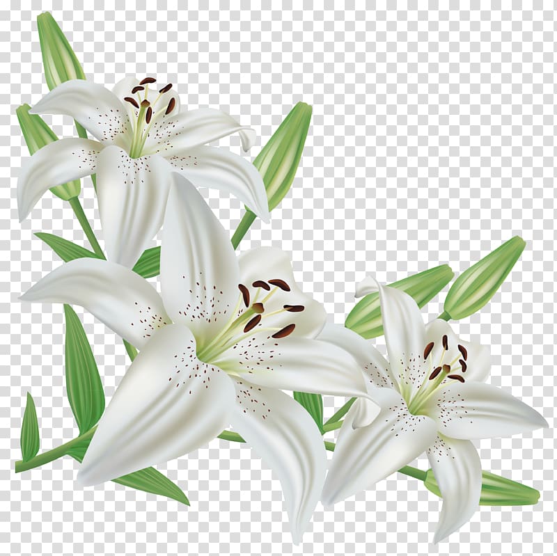 Lilium candidum Easter lily Lilium regale Flower, callalily transparent background PNG clipart