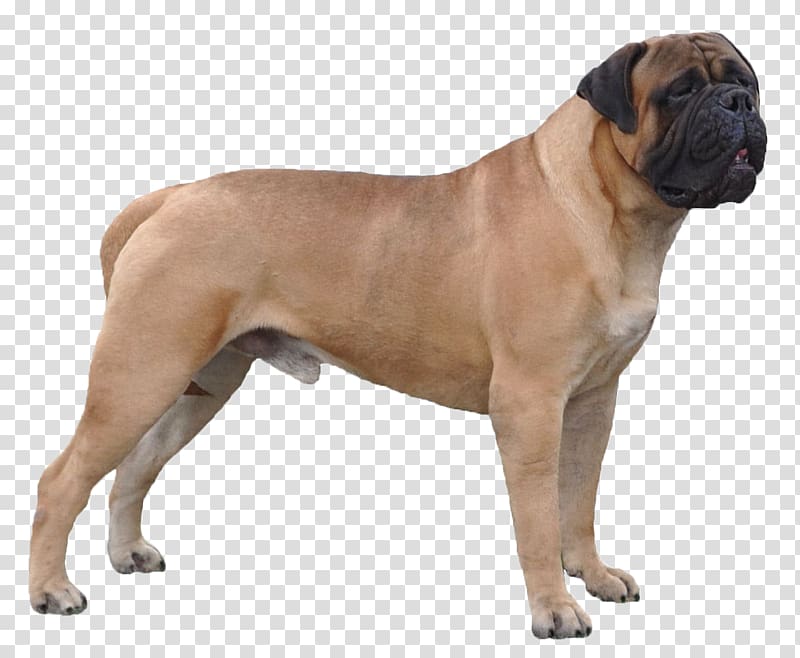 Valley Bulldog Bullmastiff Dorset Olde Tyme Bulldogge Boerboel Olde English Bulldogge, others transparent background PNG clipart