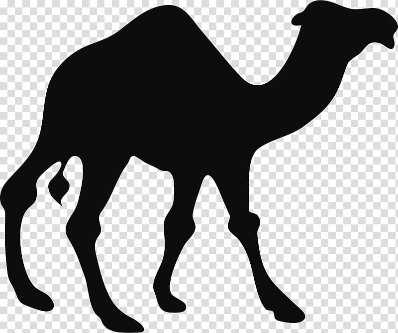 Bactrian camel Dromedary Silhouette , Silhouette transparent background PNG clipart