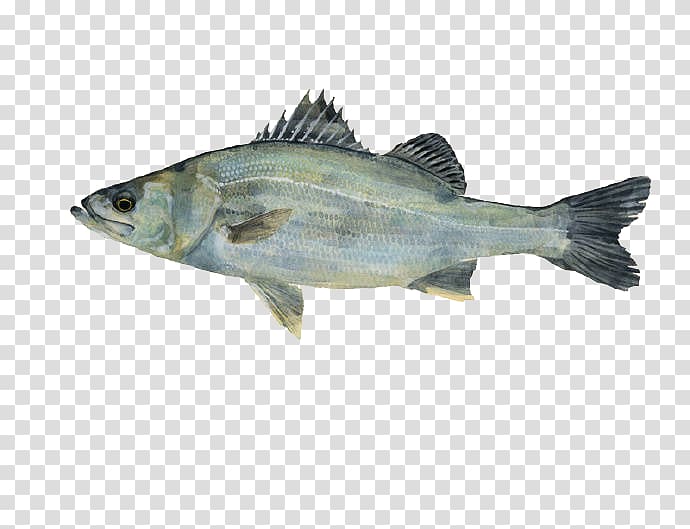 Japan Fish Painting Drawing Illustration, Fish illustration transparent background PNG clipart
