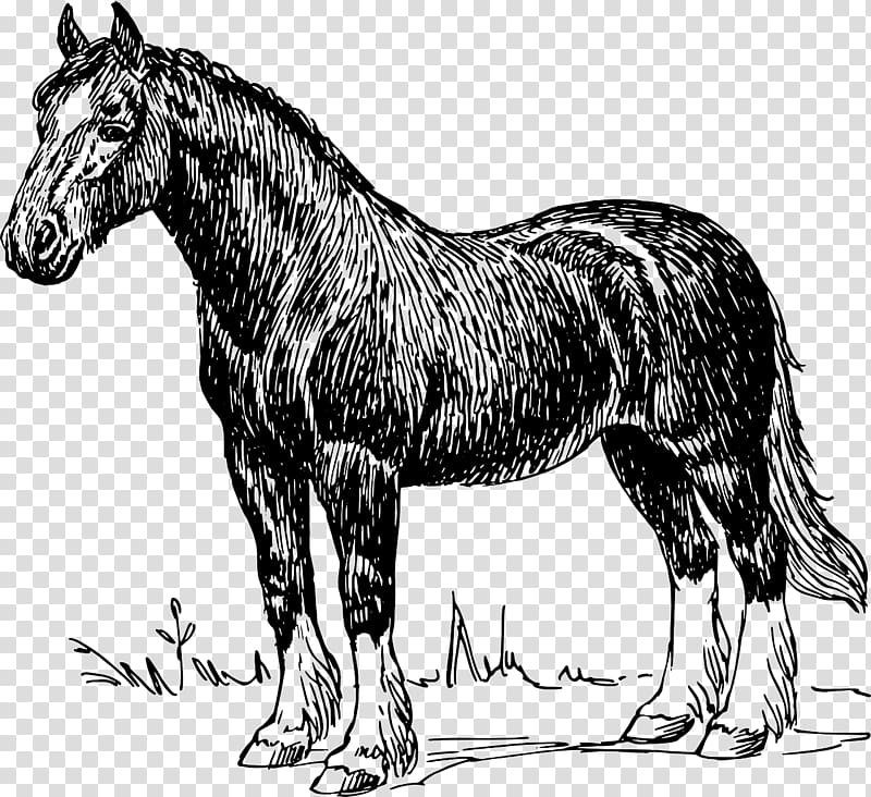 Clydesdale horse Shire horse Percheron Draft horse , cow boy transparent background PNG clipart