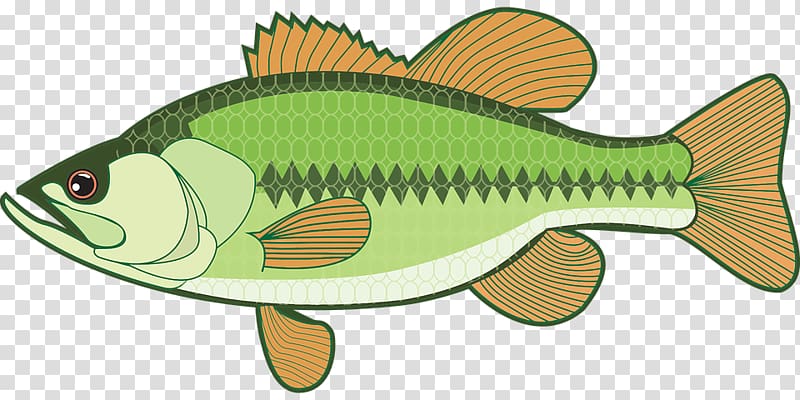 Largemouth bass Open Bass fishing, crown fish transparent background PNG clipart