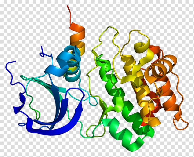 TPX2 Gene Aurora A kinase Microtubule Structure, Cell Cycle Regulation transparent background PNG clipart